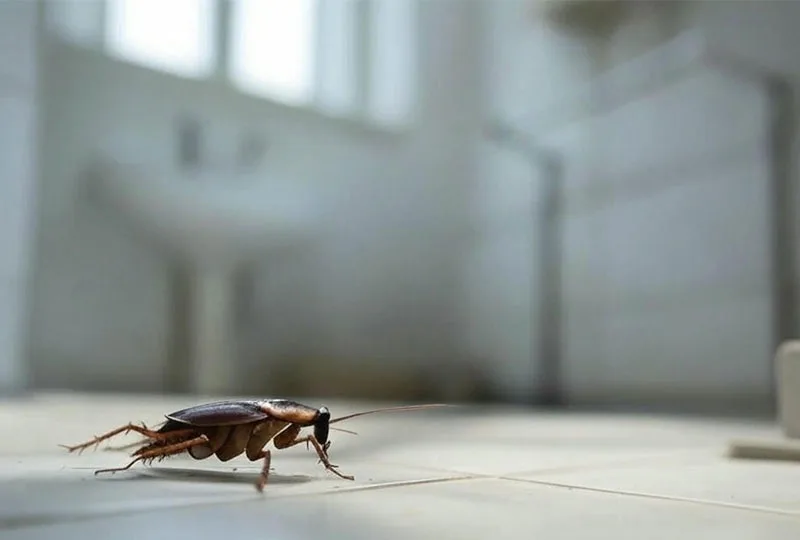insekti u kupatilu